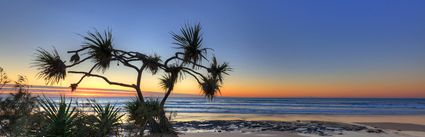 Pandanus - Yidney Rocks - Fraser Island - QLD (PB5D 00 51A2282)